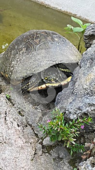 Turtle photo