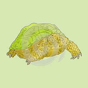 Turtle illustration design