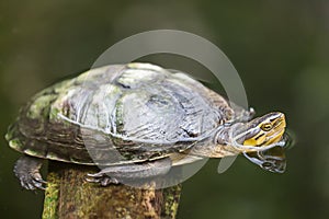 Turtle image close up in the water