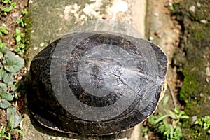 turtle inside shell sitting