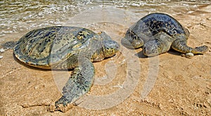 Turtle island of Serangan, Serangan is located in the South of the island of Bali