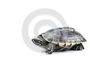 Turtle on isolate white background