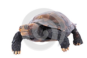 Turtle isolated on white background. with clipping path