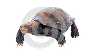 Turtle isolated on white background. with clipping path