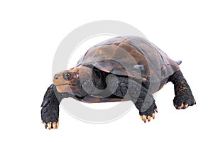 Turtle isolated on white background. with clipping path