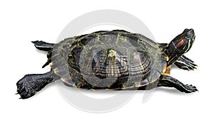 Turtle isolated on white background. Reptile species or tortoise. Clipping path