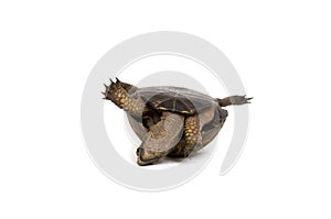 Turtle on its back on white background