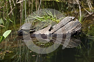 Turtle in lake photo