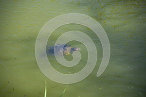 Turtle in the lake in  Kassandra  in the summer