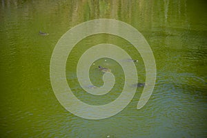 Turtle in the lake in  Kassandra  in the summer