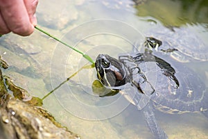 Turtle in the lake. Slovakia