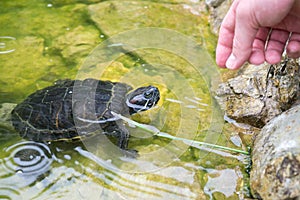 Turtle in the lake. Slovakia