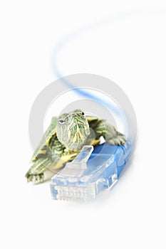 Turtle on LAN cable
