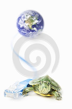 Turtle, Lan cable and world globe