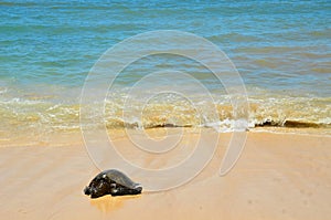 Turtle Laniakea Beach Hawaii