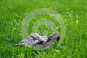 Turtle on the lawn