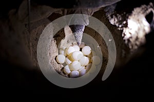 Turtle laying eggs.