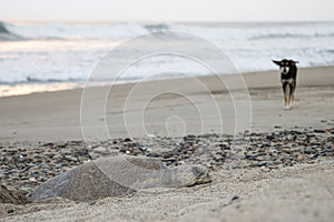 Turtle laying eggs on the beach. Straying black dog wandering in the background