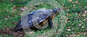 Turtle laying eggs into the ground