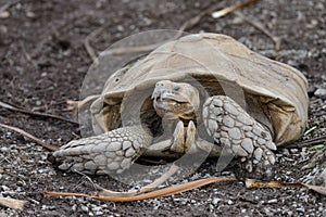 A turtle is laying on the ground