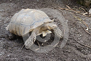 A turtle is laying on the ground