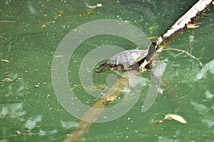 Turtle Leaning on a Stick in the Pond