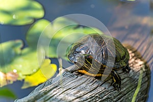 A turtle lies still on a tree trunk and misses a leg