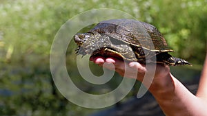 Turtle Lies on Woman Hand and Funny Moves its Paws on Green River Background