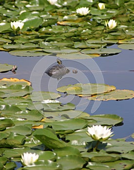 Turtle with Lily Pads