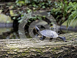 turtle in a little lake in a park