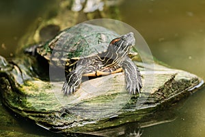 Turtle on log