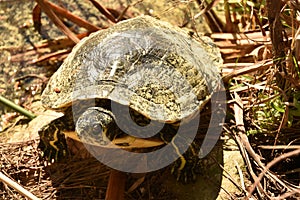 Turtle looking at camera