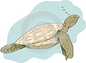 Turtle