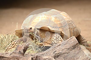 Turtle in Loro Park in Puerto de la Cruz on Tenerife, Canary Islands photo