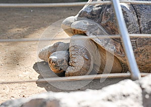 Turtle in Loro Park Tenerife 27 December 2019