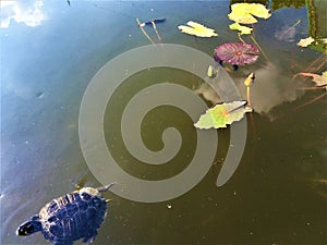 Turtle and lotus flowers, nature and environment