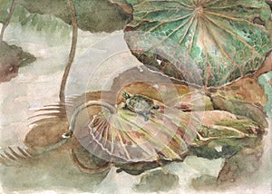 Turtle and lotus leaves watercolor painting