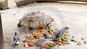 Turtle during lunch at the zoo