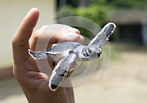 Turtle in man hand.