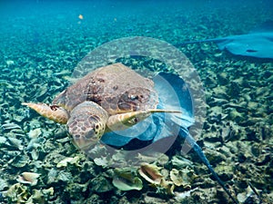 Turtle and Mantaray