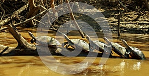 Turtle meet up in the Amazon river.