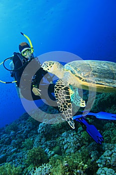 Turtle meets Scuba Diver