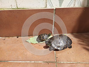 a turtle mom and her daughter walking around the terrace