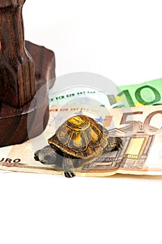 Turtle on money