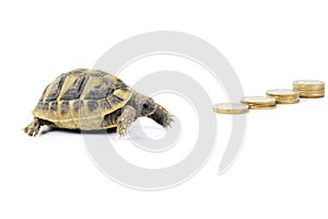 Turtle with money