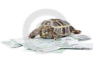 Turtle on the money