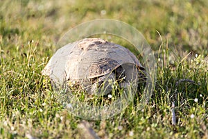 Turtle in nature