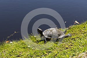 Turtle in Nature