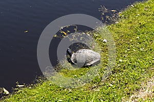 Turtle in Nature