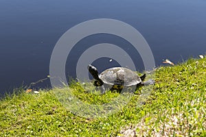 Turtle in Nature